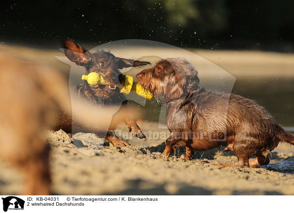 2 Rauhaardackel / 2 wirehaired Dachshunds / KB-04031