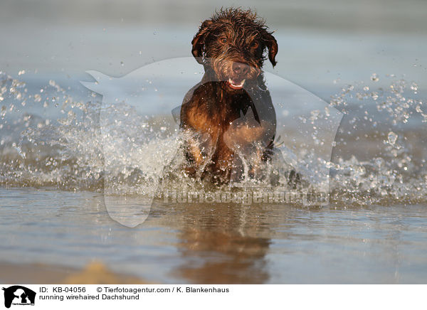 rennender Rauhaardackel / running wirehaired Dachshund / KB-04056