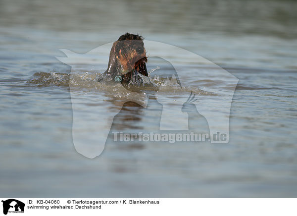 schwimmender Rauhaardackel / swimming wirehaired Dachshund / KB-04060