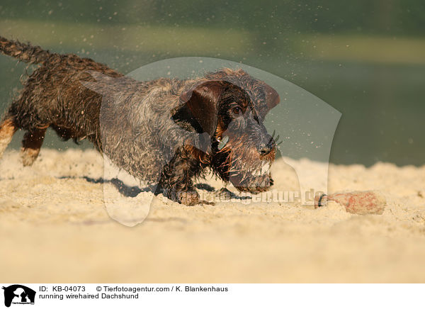 rennender Rauhaardackel / running wirehaired Dachshund / KB-04073