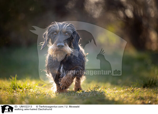 laufender Rauhaardackel / walking wire-haired Dachshund / UM-02213