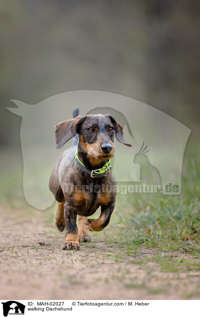 laufender Dackel / walking Dachshund / MAH-02027