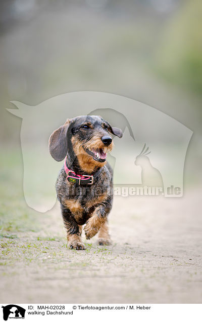 laufender Dackel / walking Dachshund / MAH-02028