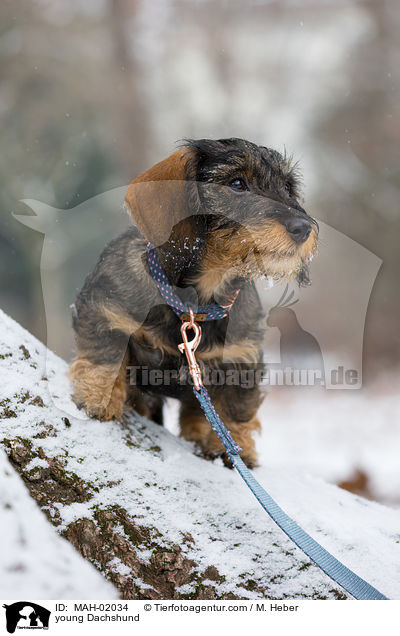 junger Dackel / young Dachshund / MAH-02034