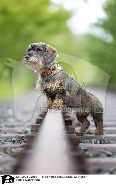 junger Dackel / young Dachshund / MAH-02053