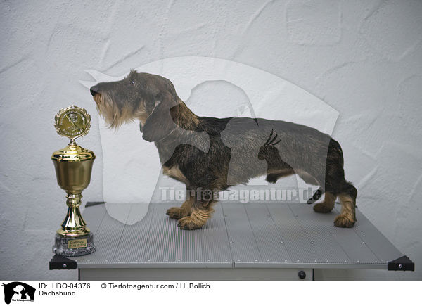 Dackel / Dachshund / HBO-04376