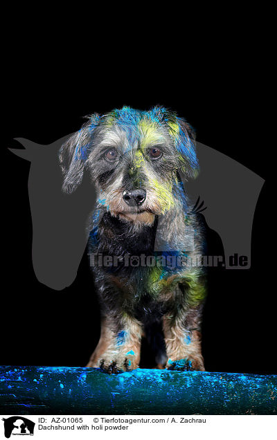 Dackel mit Holi Pulver / Dachshund with holi powder / AZ-01065