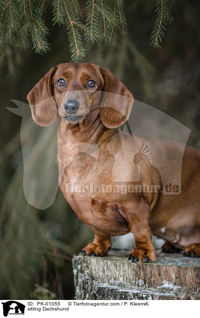 sitzender Dackel / sitting Dachshund / PK-01055