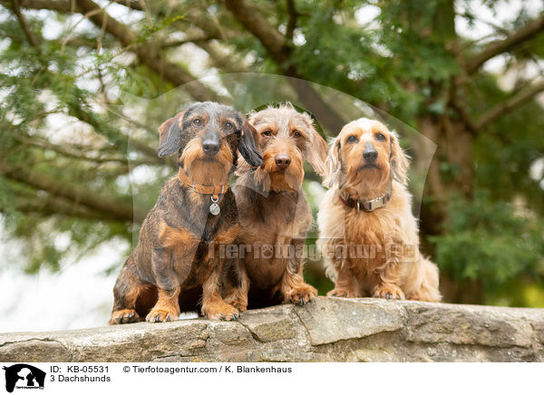 3 Dackel / 3 Dachshunds / KB-05531