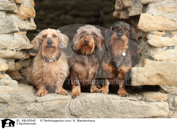 3 Dachshunds / KB-05545