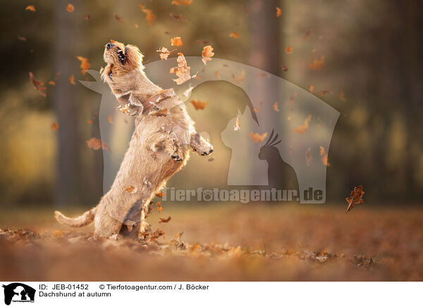 Dackel im Herbst / Dachshund at autumn / JEB-01452