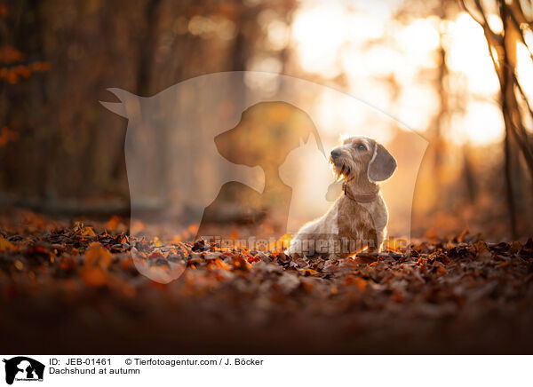 Dackel im Herbst / Dachshund at autumn / JEB-01461