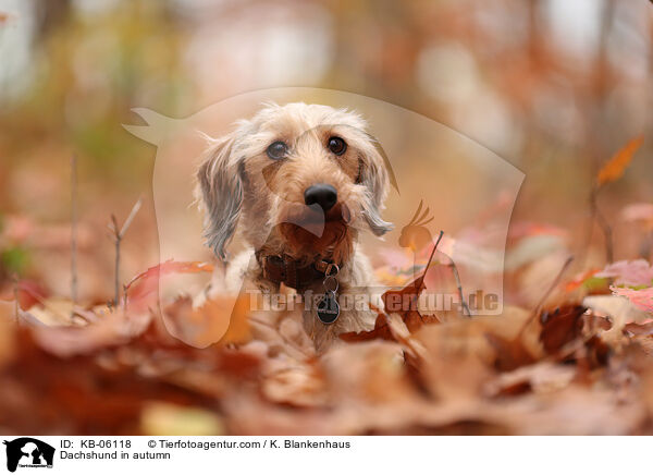 Dackel im Herbst / Dachshund in autumn / KB-06118