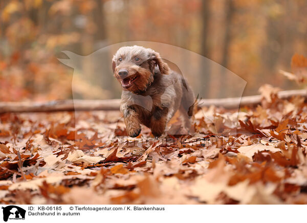 Dackel im Herbst / Dachshund in autumn / KB-06185