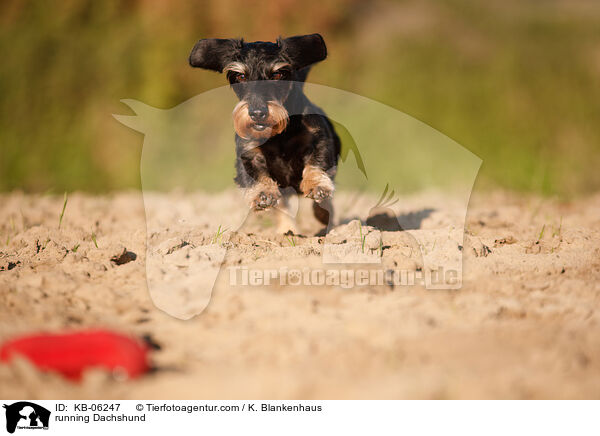 rennender Dackel / running Dachshund / KB-06247