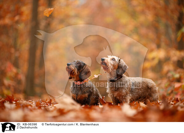 2 Dackel / 2 Dachshunds / KB-06396