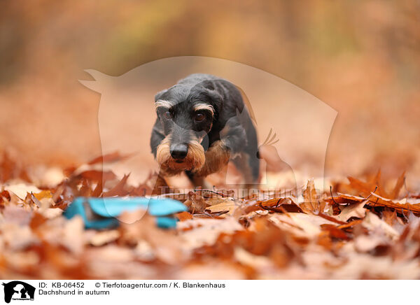 Dackel im Herbst / Dachshund in autumn / KB-06452