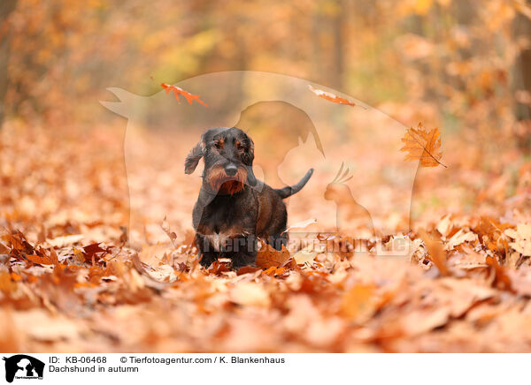 Dackel im Herbst / Dachshund in autumn / KB-06468