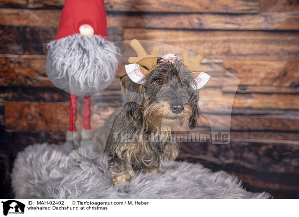 Rauhaardackel an Weihnachten / wirehaired Dachshund at christmas / MAH-02402