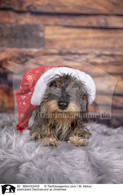 Rauhaardackel an Weihnachten / wirehaired Dachshund at christmas / MAH-02405