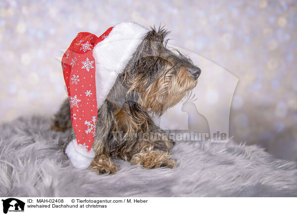 Rauhaardackel an Weihnachten / wirehaired Dachshund at christmas / MAH-02408