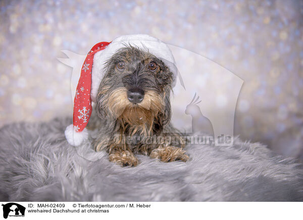 Rauhaardackel an Weihnachten / wirehaired Dachshund at christmas / MAH-02409