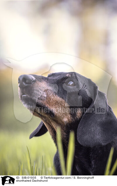 Kurzhaardackel / shorthaired Dachshund / SIB-01935