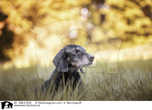 Rauhaardackel / wirehaired Dachshund / SIB-01938