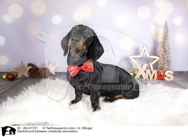 Dackel zwischen Weihnachtsdeko / Dachshund between christmas decoration / AE-01721