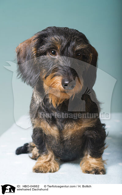 Rauhaardackel / wirehaired Dachshund / HBO-04862