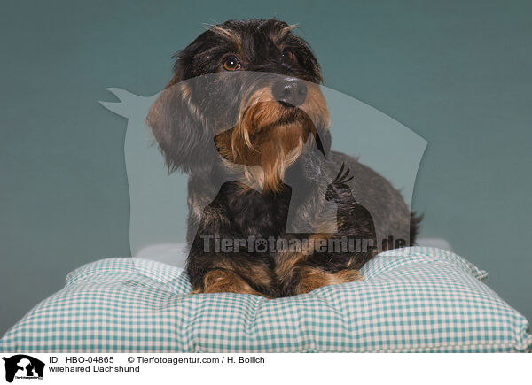 Rauhaardackel / wirehaired Dachshund / HBO-04865