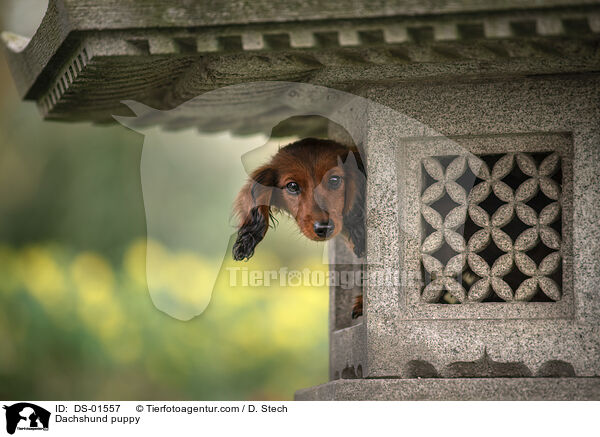 Dackel Welpe / Dachshund puppy / DS-01557