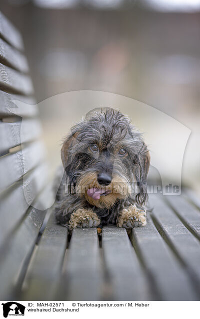 Rauhaardackel / wirehaired Dachshund / MAH-02571