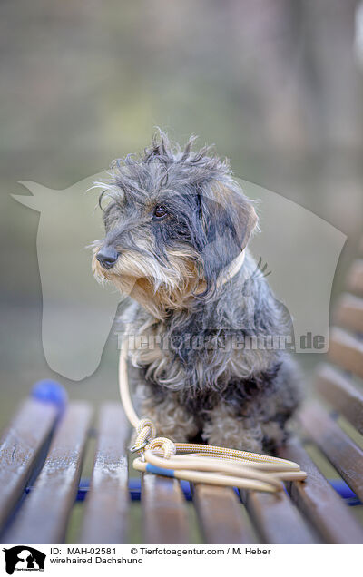 Rauhaardackel / wirehaired Dachshund / MAH-02581