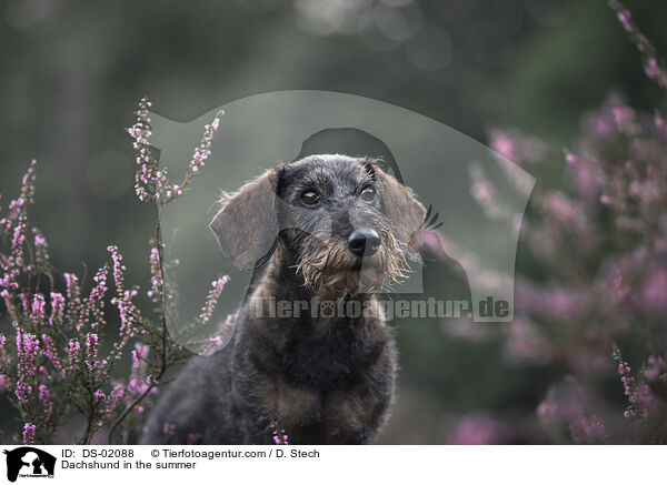 Dackel im Sommer / Dachshund in the summer / DS-02088