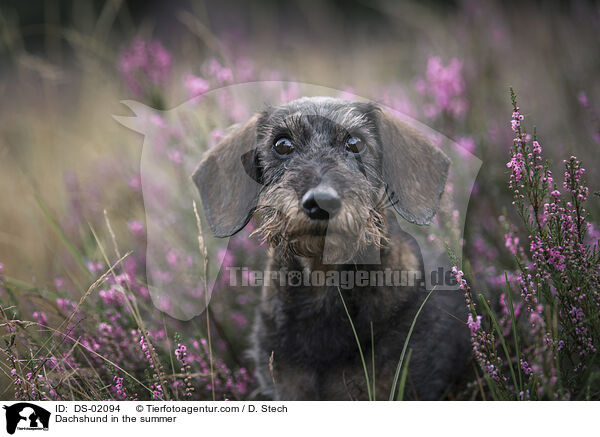 Dackel im Sommer / Dachshund in the summer / DS-02094