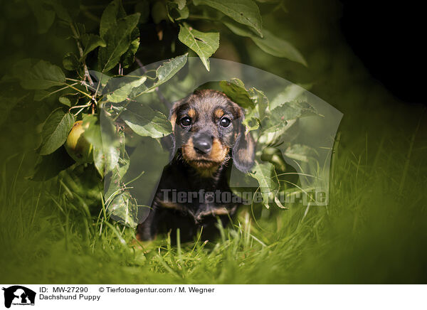 Dackel Welpe / Dachshund Puppy / MW-27290