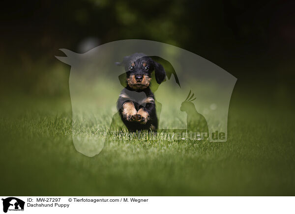 Dackel Welpe / Dachshund Puppy / MW-27297