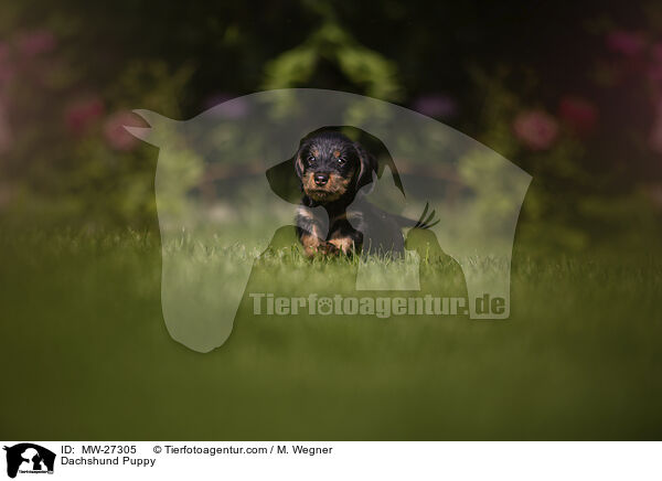 Dackel Welpe / Dachshund Puppy / MW-27305