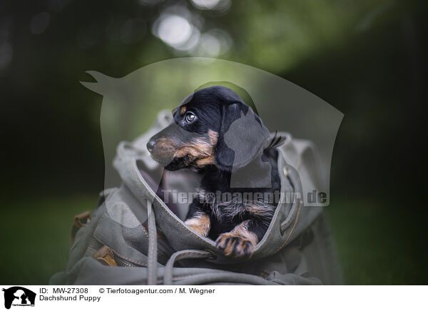 Dackel Welpe / Dachshund Puppy / MW-27308