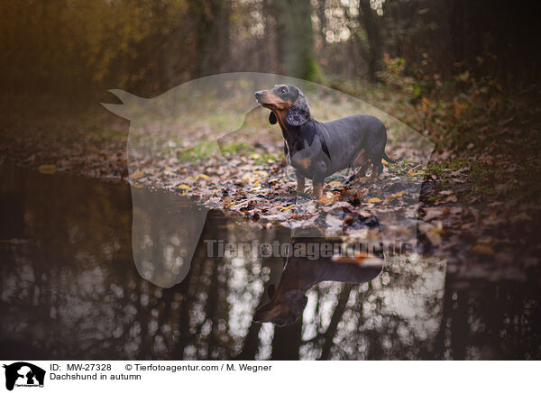 Dackel im Herbst / Dachshund in autumn / MW-27328