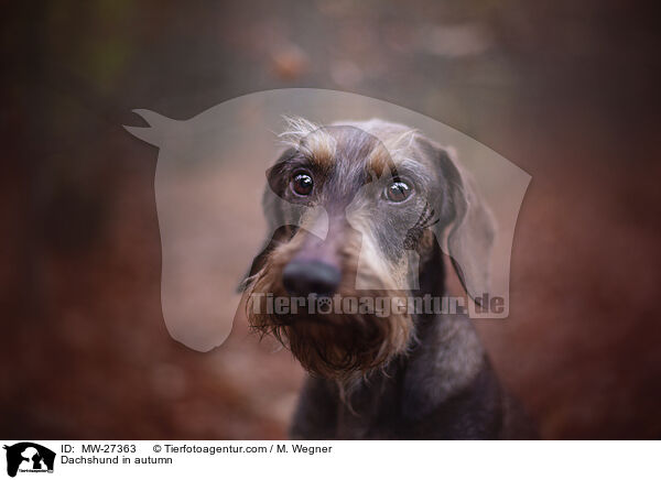 Dackel im Herbst / Dachshund in autumn / MW-27363