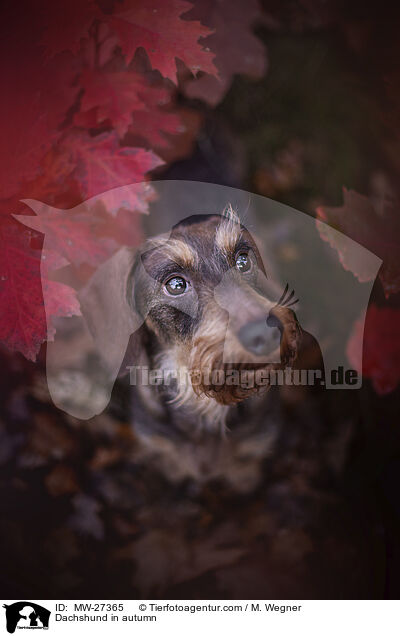 Dackel im Herbst / Dachshund in autumn / MW-27365