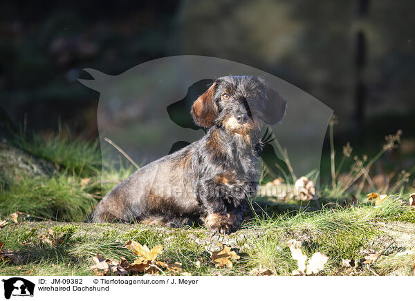 Rauhaardackel / wirehaired Dachshund / JM-09382