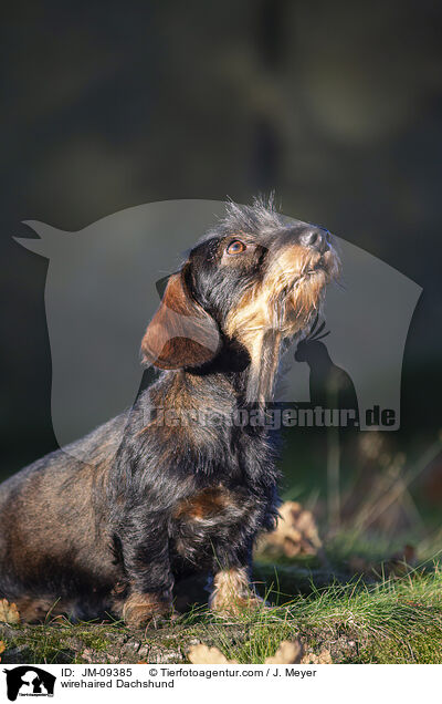 Rauhaardackel / wirehaired Dachshund / JM-09385