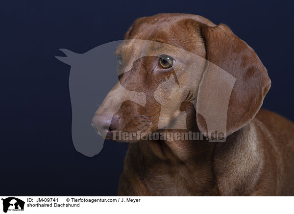 Kurzhaardackel / shorthaired Dachshund / JM-09741