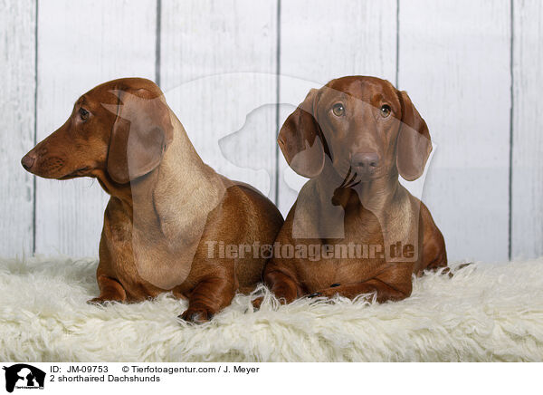 2 Kurzhaardackel / 2 shorthaired Dachshunds / JM-09753