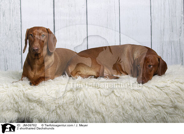 2 Kurzhaardackel / 2 shorthaired Dachshunds / JM-09762