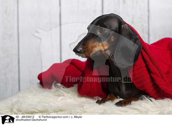 Kurzhaardackel / shorthaired Dachshund / JM-09812