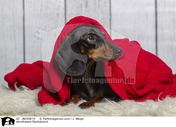 Kurzhaardackel / shorthaired Dachshund / JM-09815